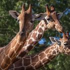 Trio 2 (Giraffa reticulata, girafe réticulée)