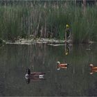 Trio 2 - Jetzt schwimmen sie andersrum