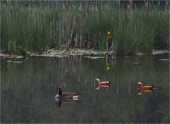 Trio 2 - Jetzt schwimmen sie andersrum