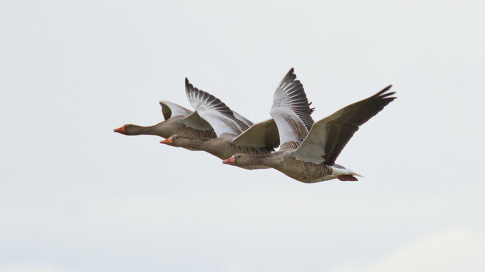 Trio