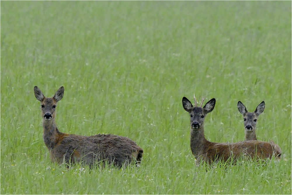 Trio