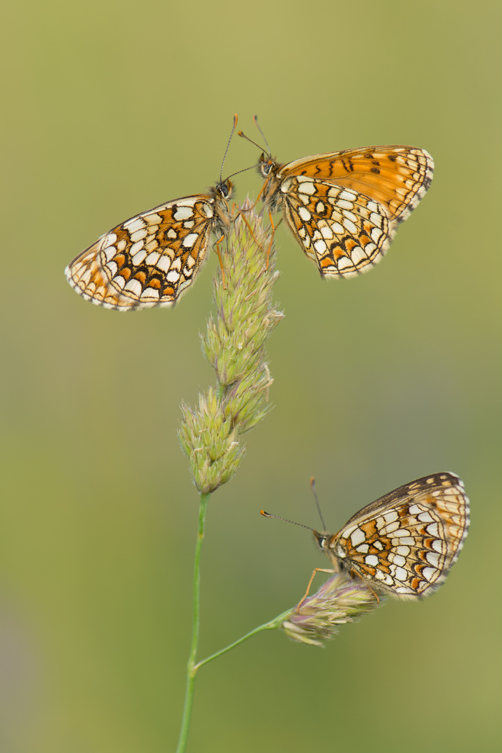 Trio