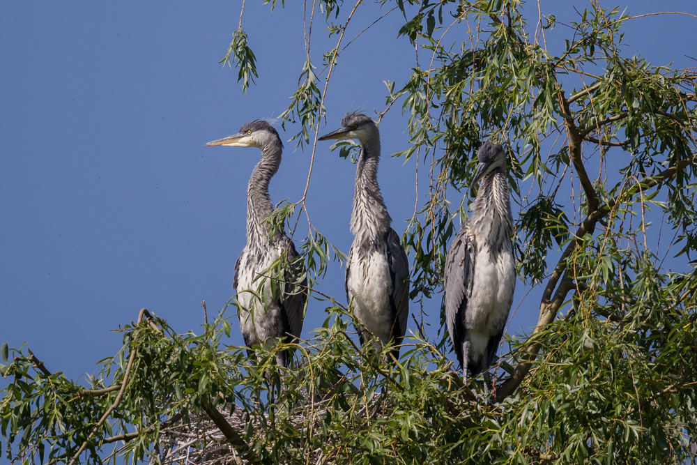 TRIO...