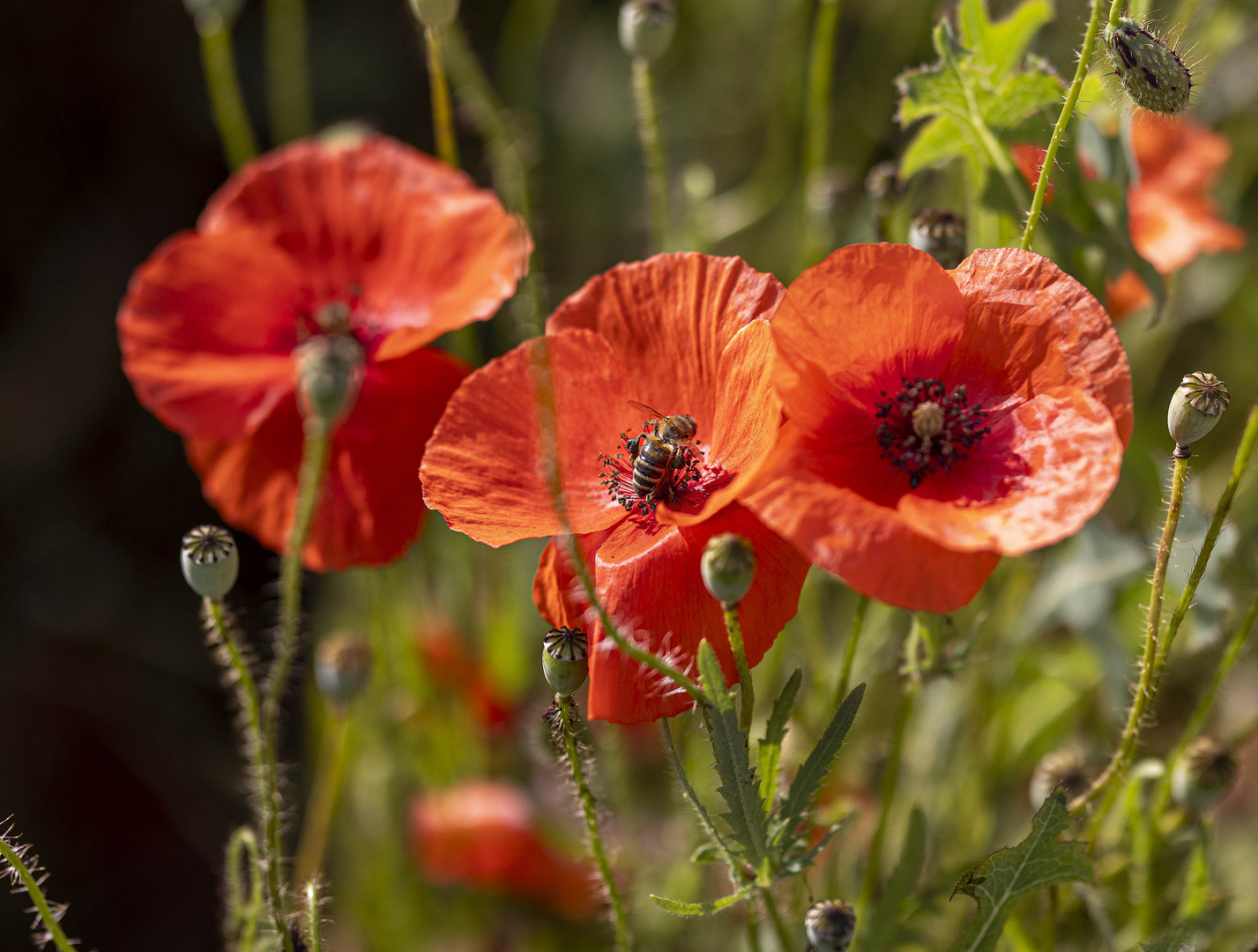Trio Foto & Bild pflanzen, pilze & flechten, blüten & kleinpflanzen