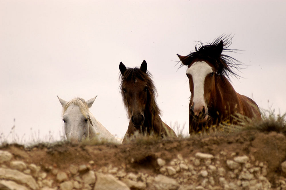 trio