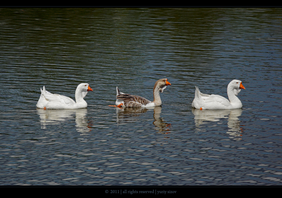 Trio