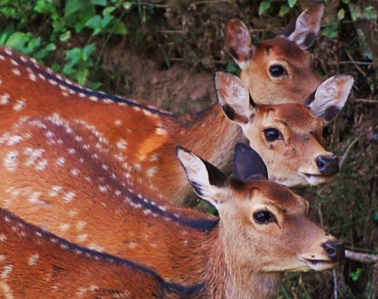 Trio