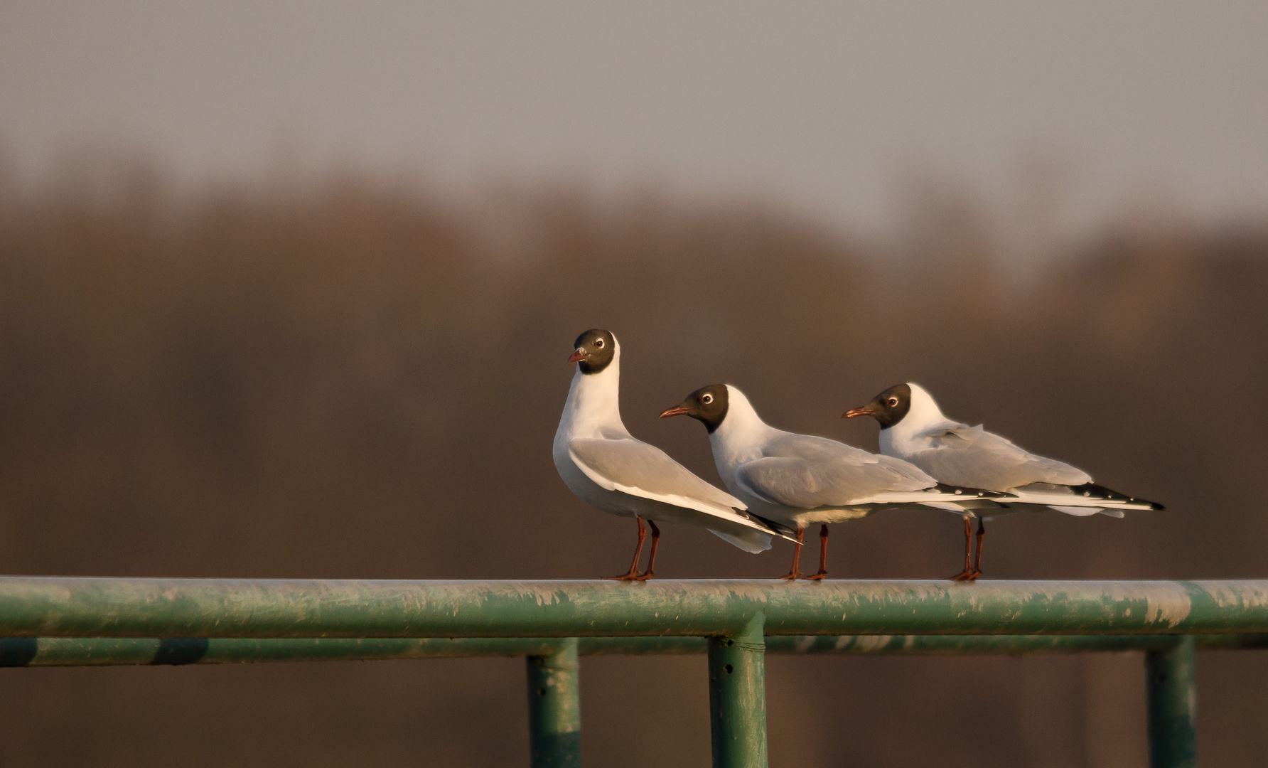 Trio