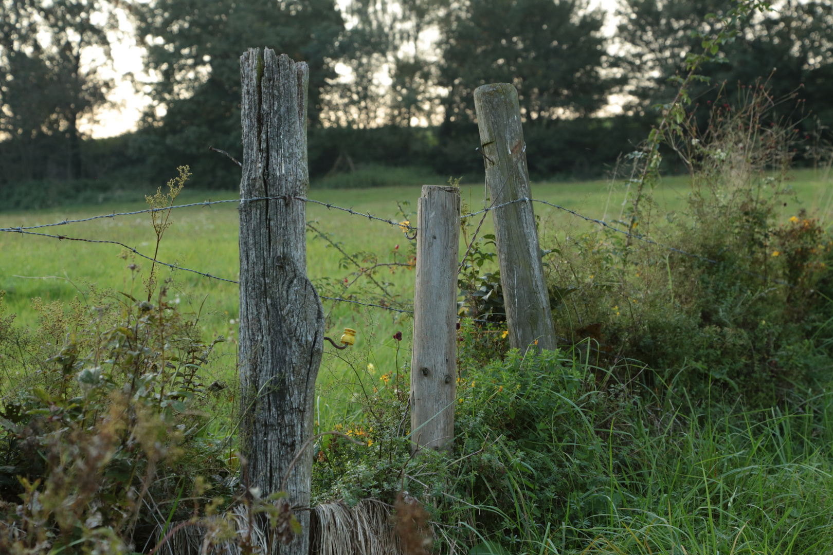 Trio an der Weide