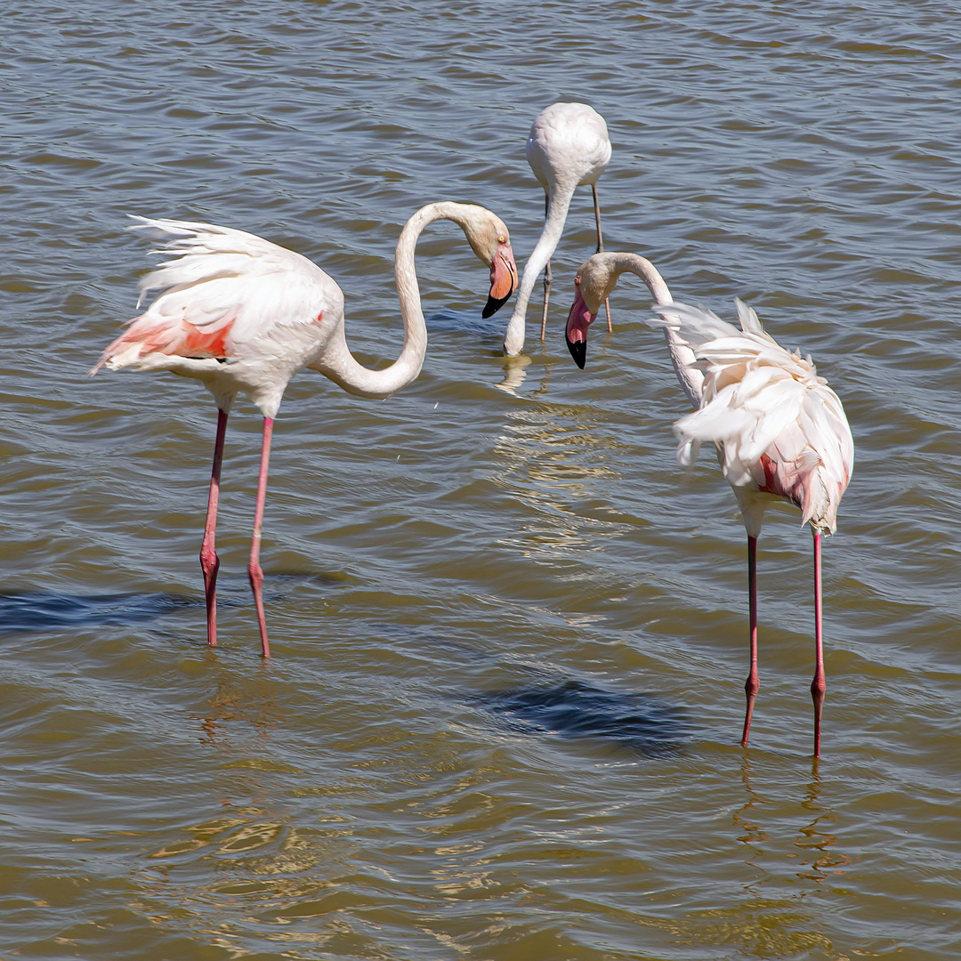 Trio au Pont de Gau