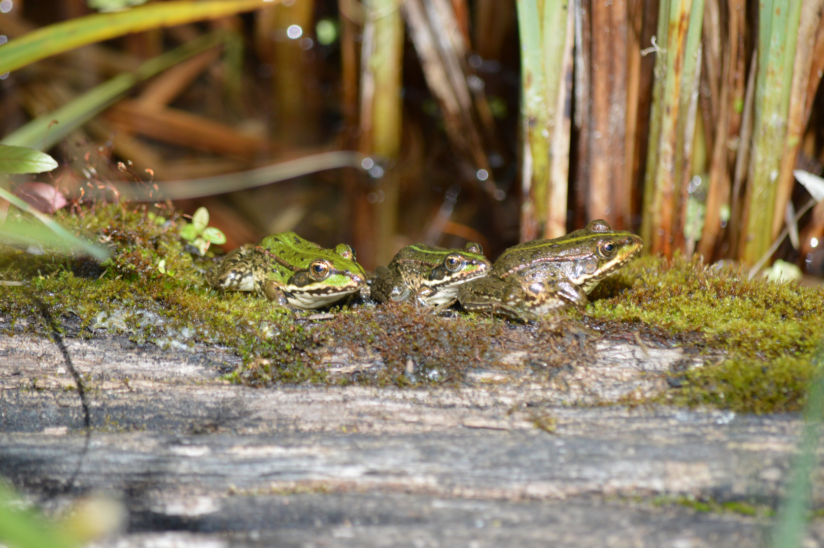 Trio au repos