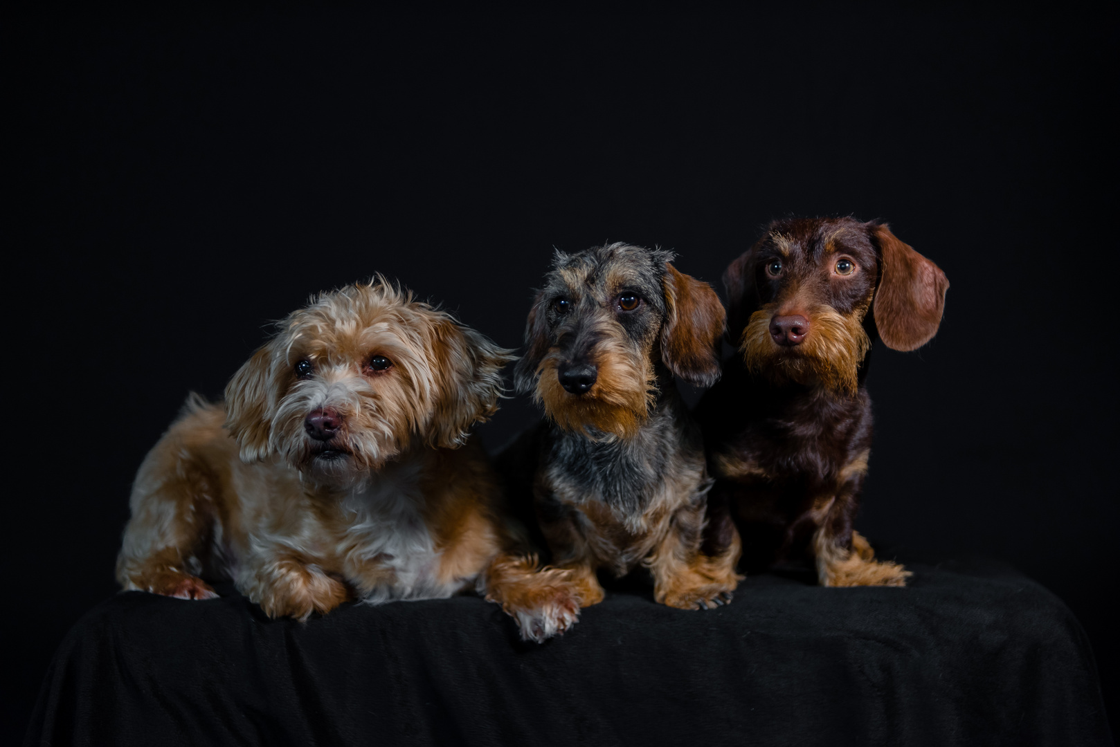 Trio auf 12 Pfoten.....