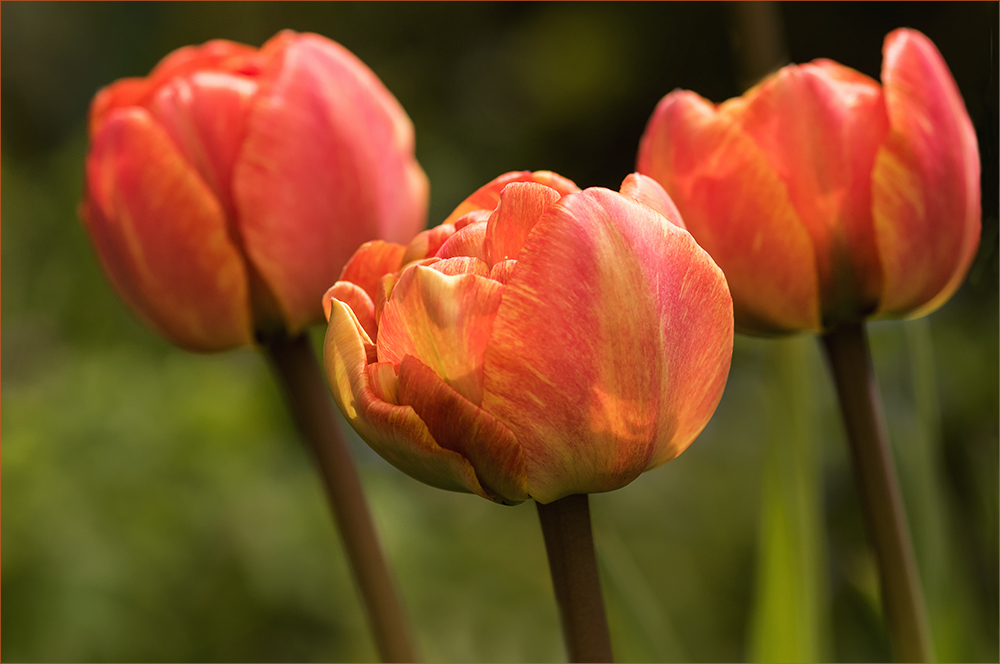 Trio aus meinem Garten....