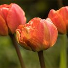 Trio aus meinem Garten....