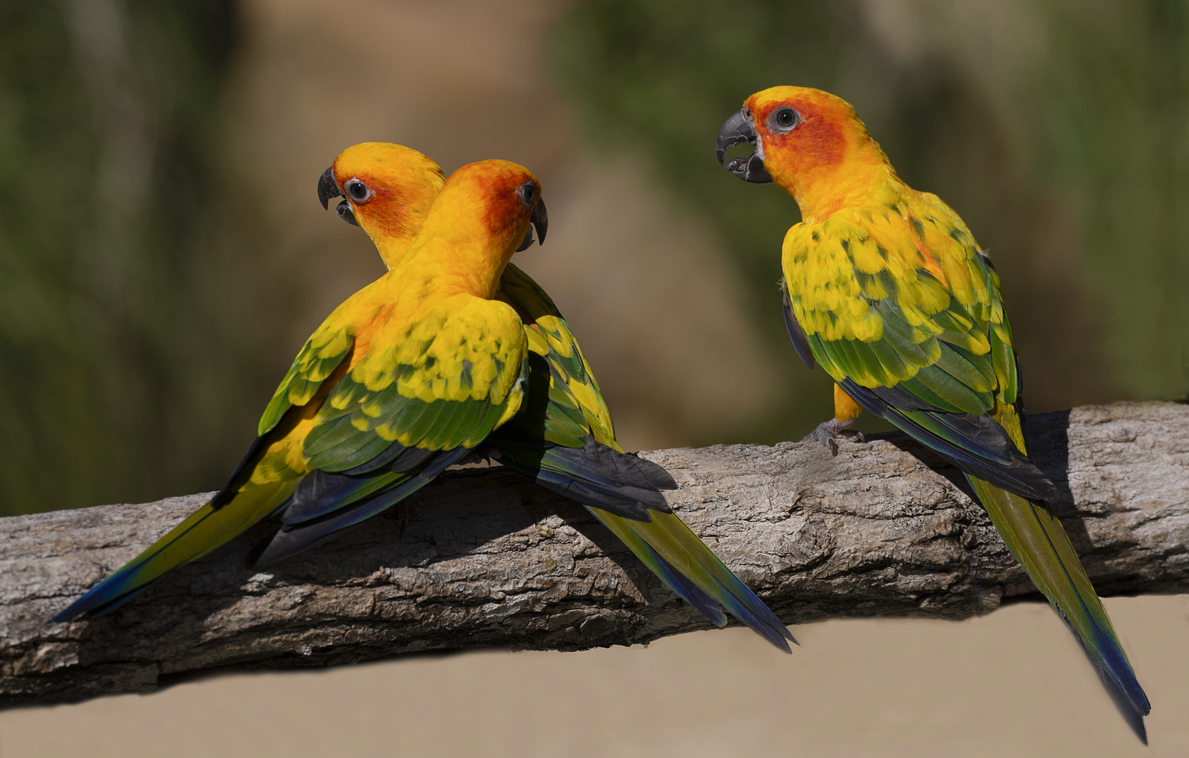 Trio bavard de conures soleil (Aratinga solstitialis)