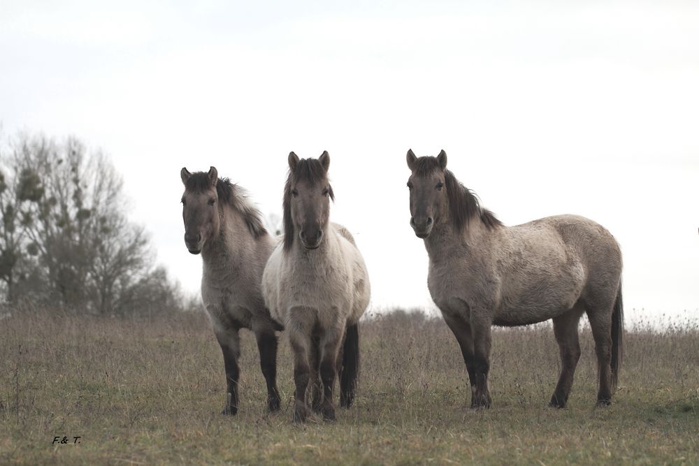 Trio....