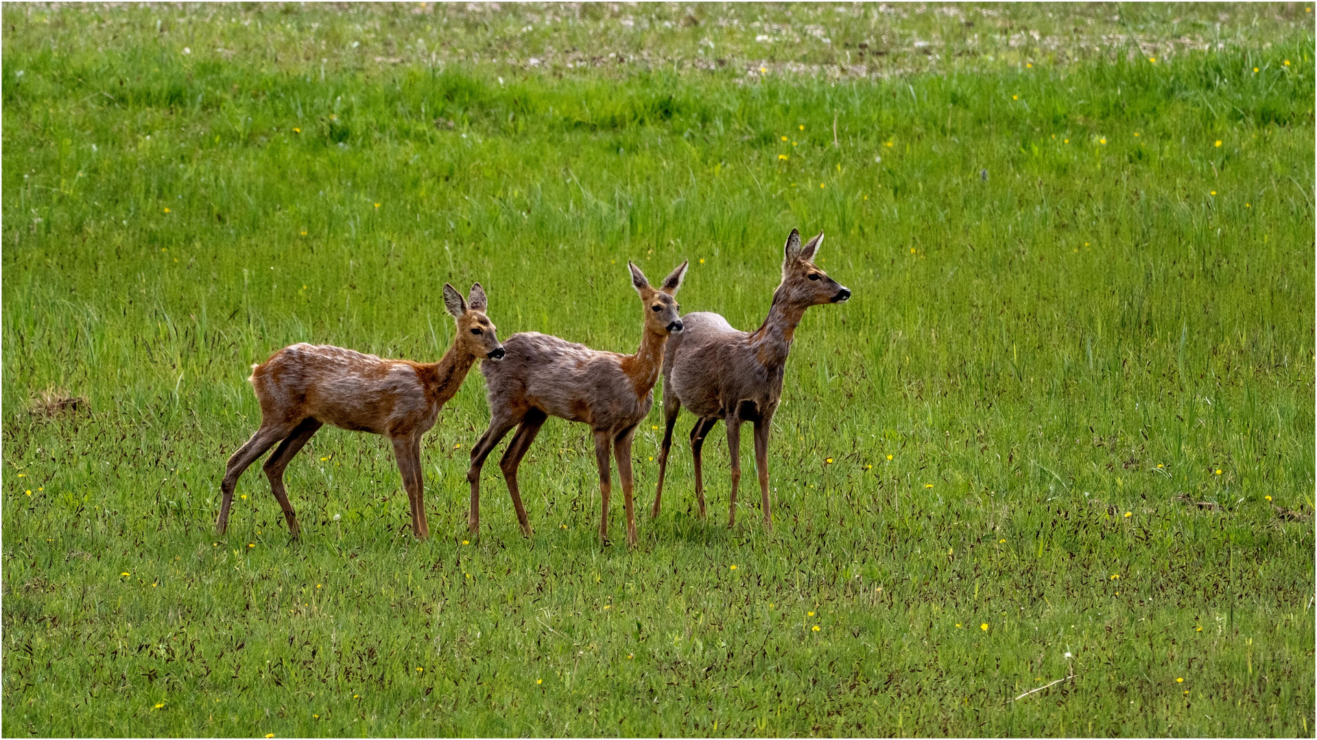 Trio