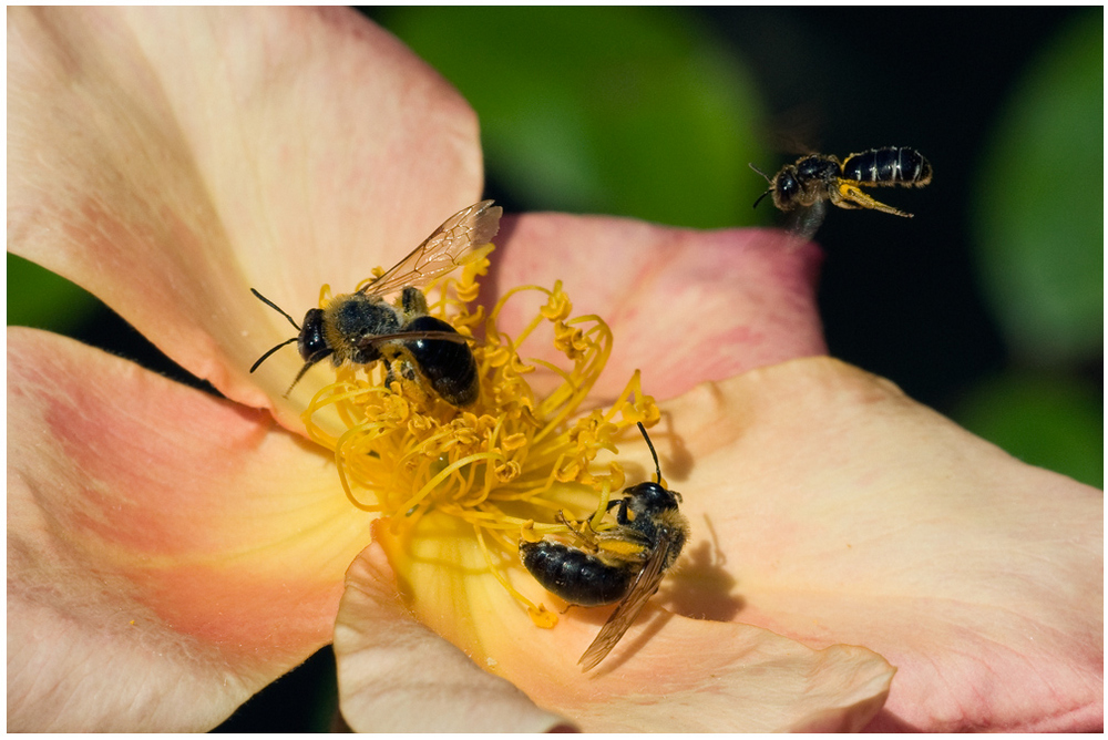 Trio d'abeilles sur rose ancienne