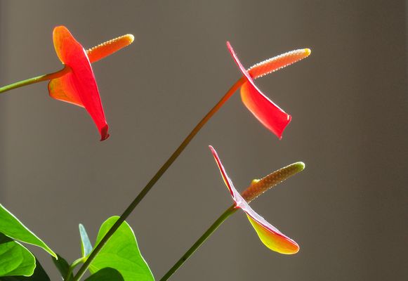Trio d’anthurium de Scherzer
