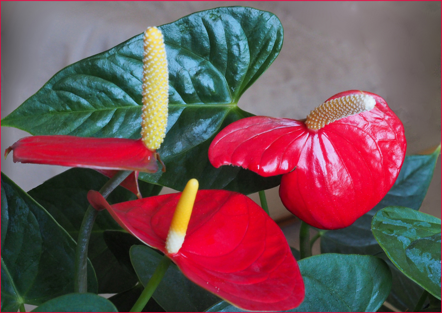 Trio d’anthuriums rouges