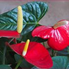 Trio d’anthuriums rouges