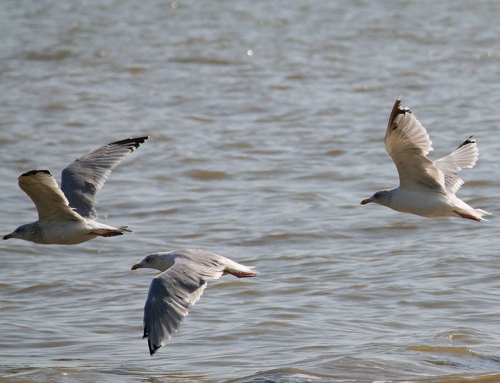 Trio