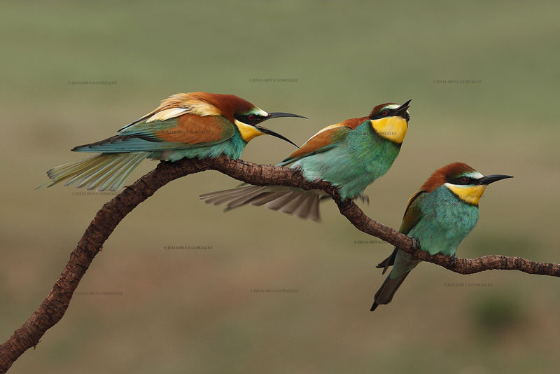 Trio de Abejarucos.