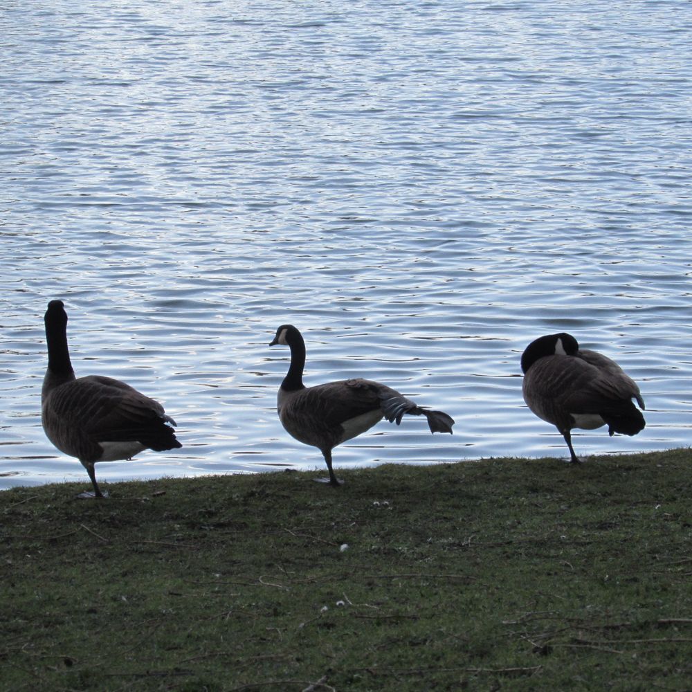 ..Trio de bernaches canadiennes...sur une patte..