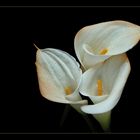 Trio de Calla