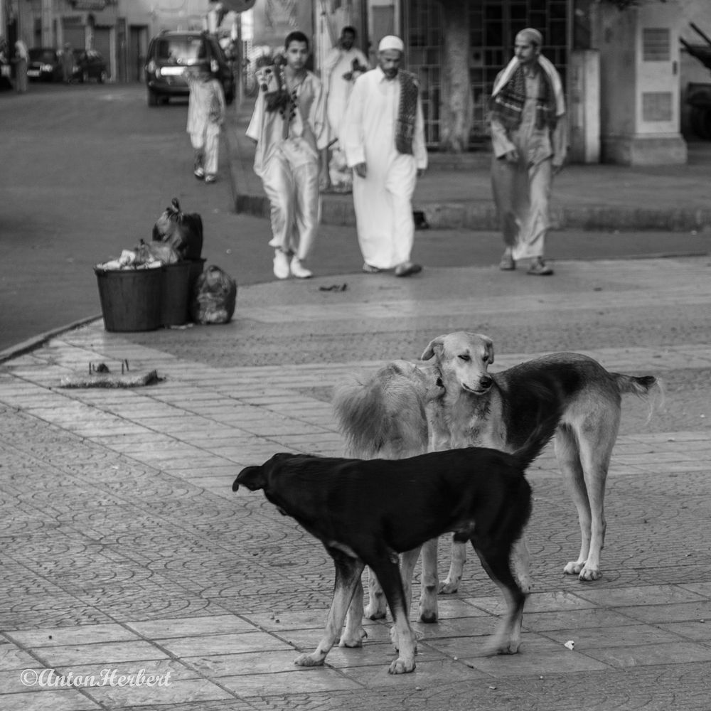 Trio de chiens