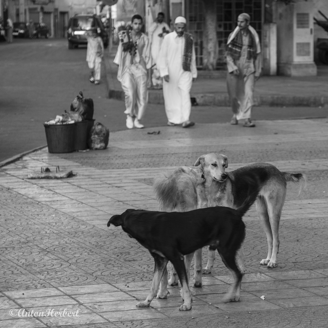 Trio de chiens