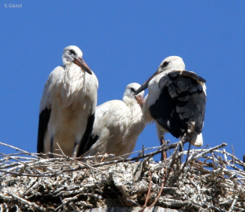 trio de cigueñas