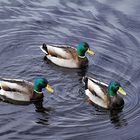 trio de colverts !