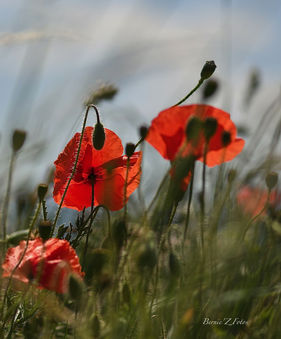 Trio de coquelicots