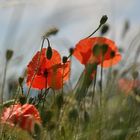 Trio de coquelicots