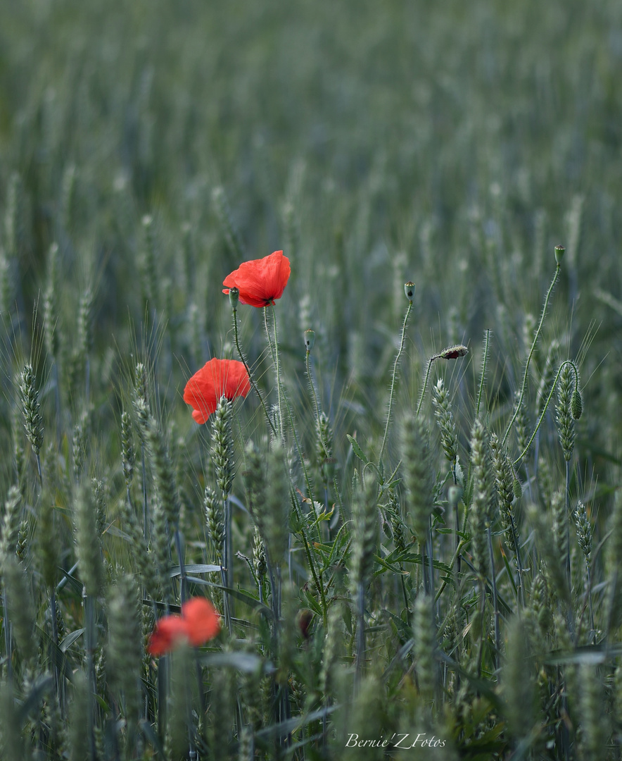 Trio de coquelicots