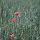 Trio de coquelicots