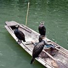 trio de cormorans pour la pêche