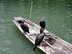 trio de cormorans pour la pêche