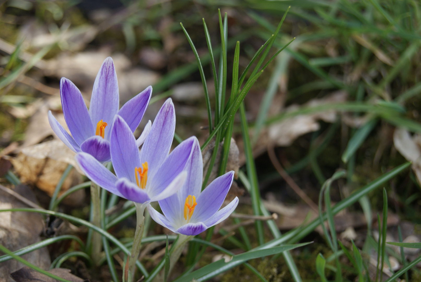 Trio de crocus