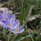 Trio de crocus