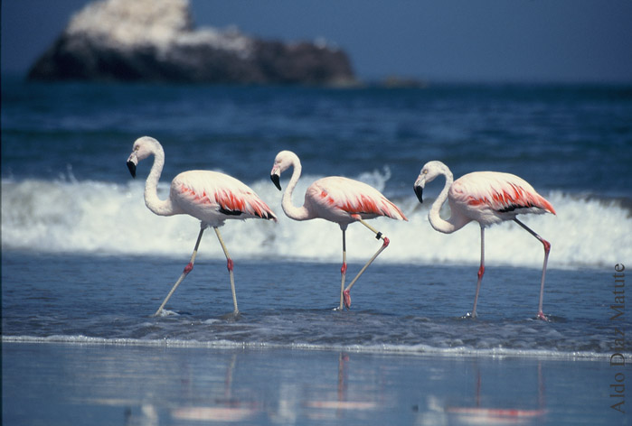 Trío de Flamencos