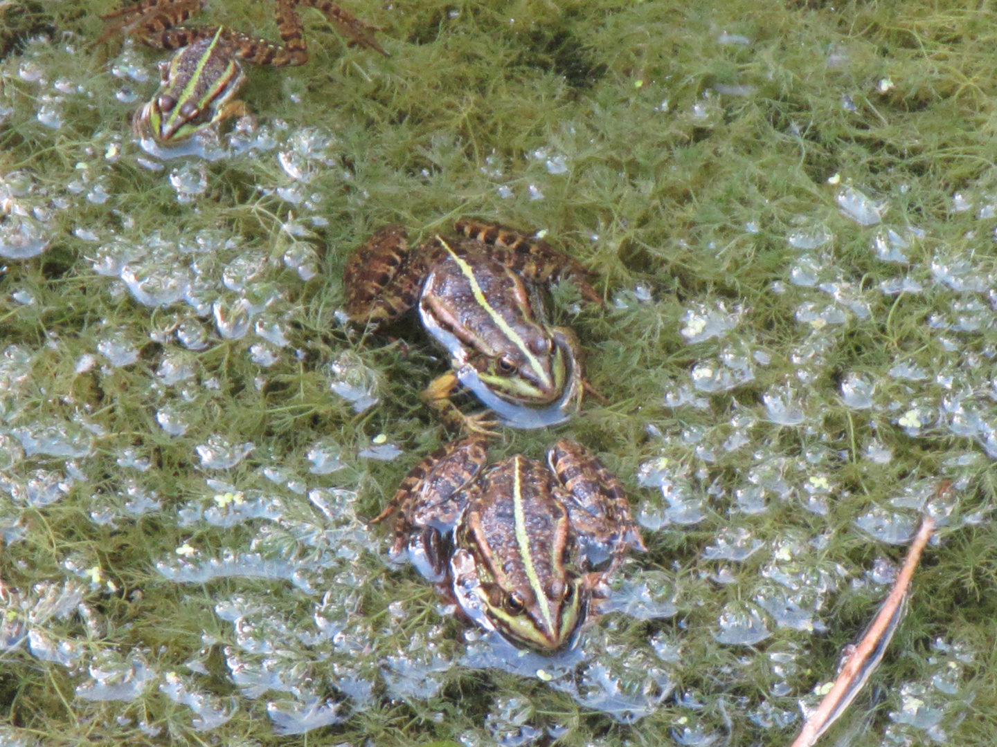 Trio de grenouilles