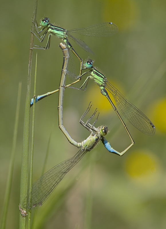 Trio de Ischnura