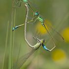 Trio de Ischnura