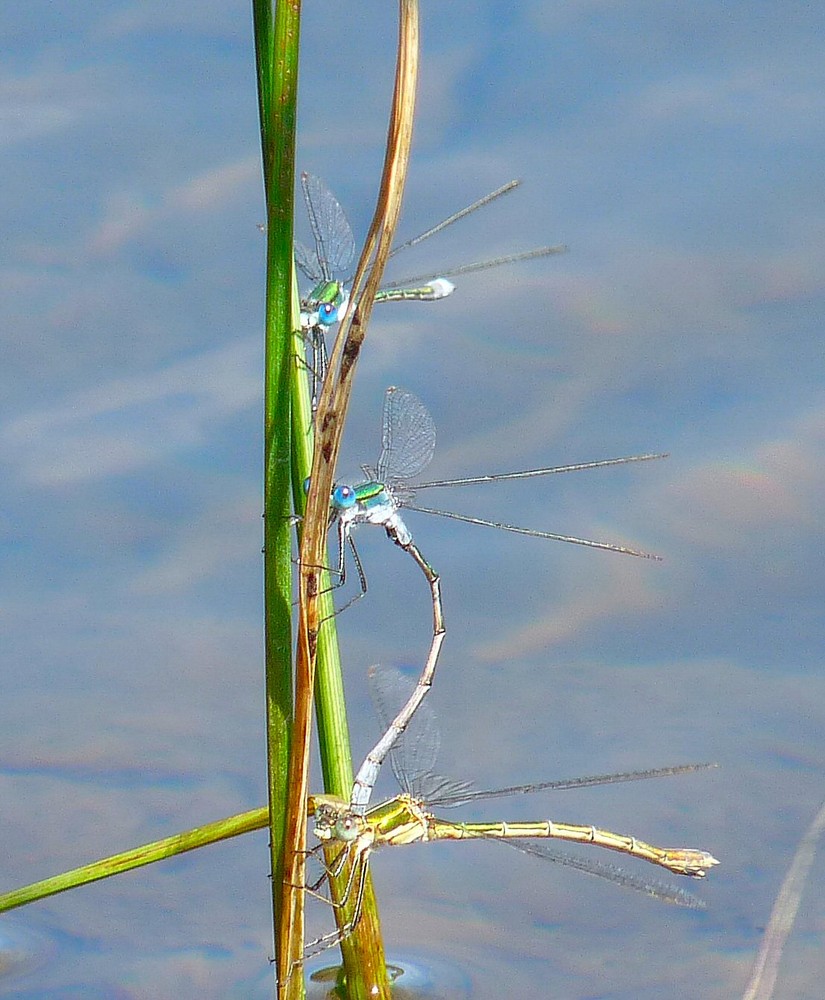 Trio de libellules