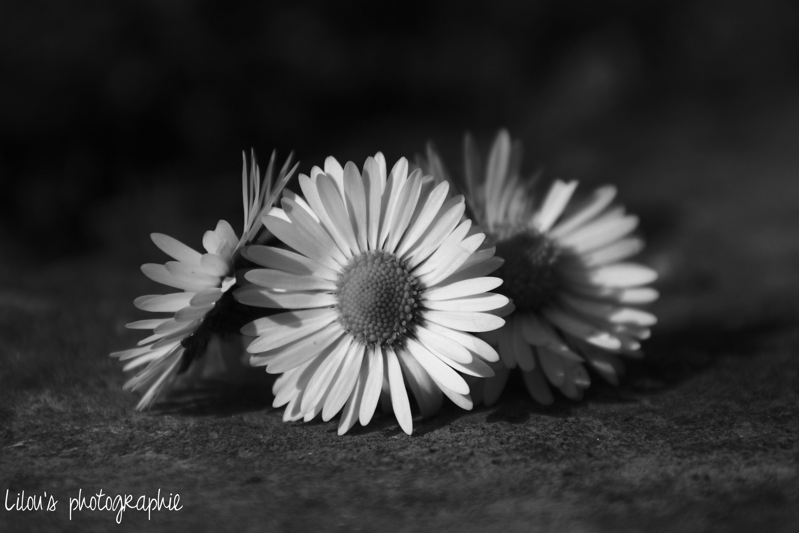 trio de marguerites