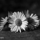 trio de marguerites