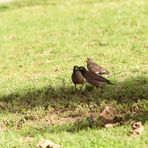 _Trio de martin triste