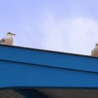 Trio de mouettes en observation